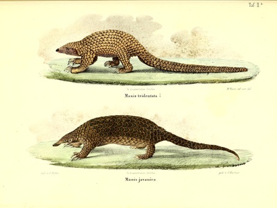 Sunda pangolin 