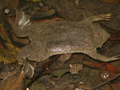 Surinam toad