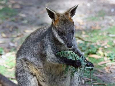 Swamp wallaby