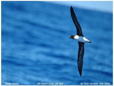 Tahiti petrel