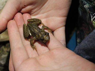 Tailed frog
