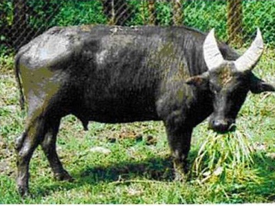 Tamaraw