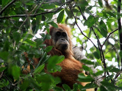 Tapanuli orangutan