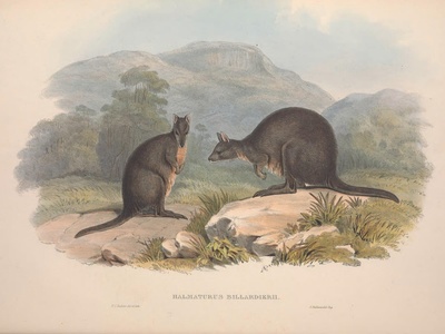 Tasmanian pademelon
