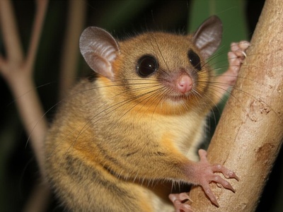 Tasmanian pygmy possum