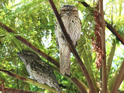 Tawny frogmouth