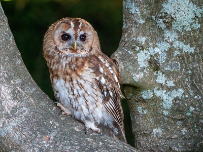 Tawny owl