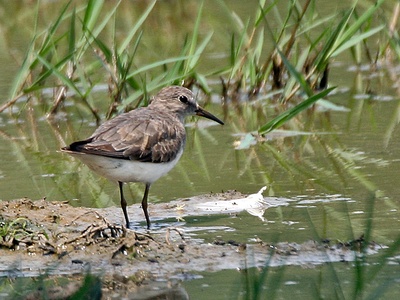 Temminck's stint