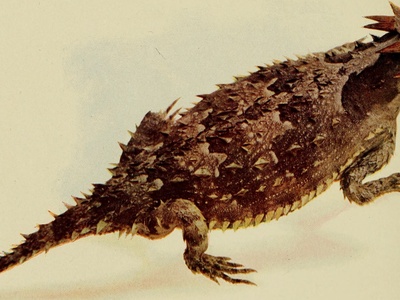 Texas horned lizard
