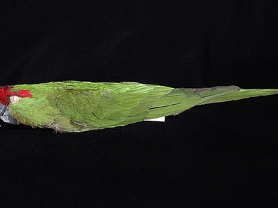 Thick-billed Parrot