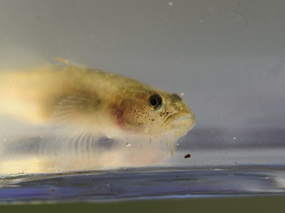 Tidewater goby