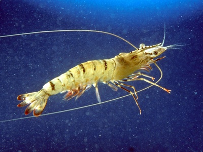 Tiger prawn