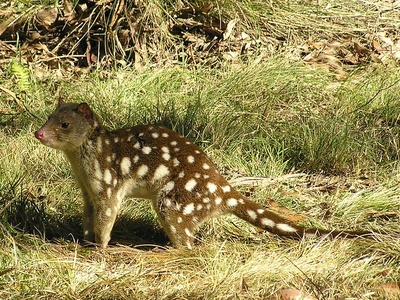 Tiger quoll