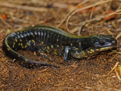Tiger salamander