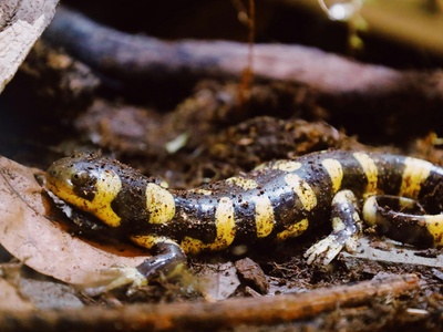 Tiger salamander