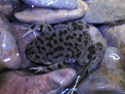 Titicaca water frog