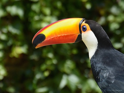 Toco toucan