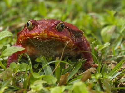 Tomato frog