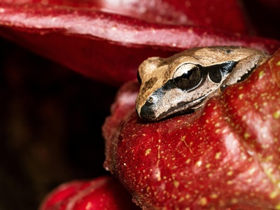 Tomato frog