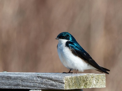 Tree swallow