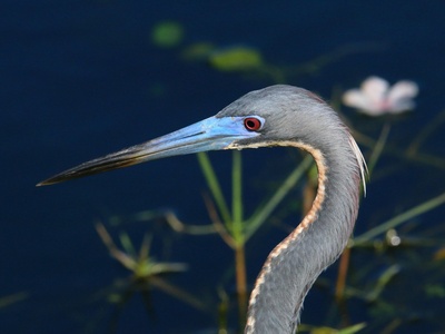 Tricolored heron