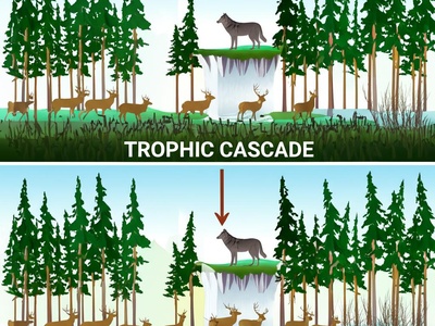 Trophic Cascade