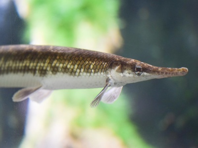 Tropical gar