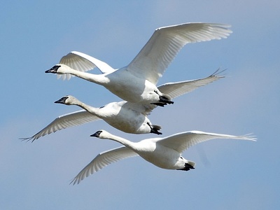 Trumpeter swan