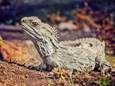 Tuatara