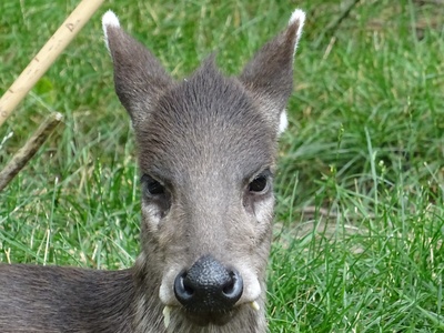 Tufted deer