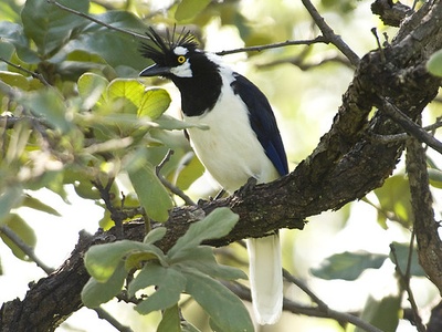 Tufted Jay