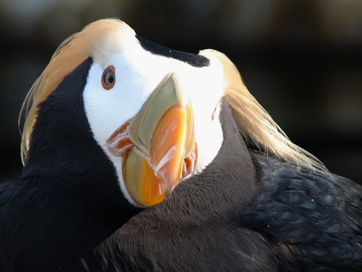 Tufted puffin