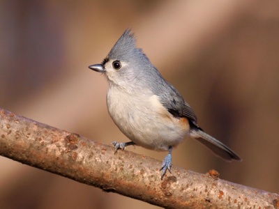 Tufted titmouse