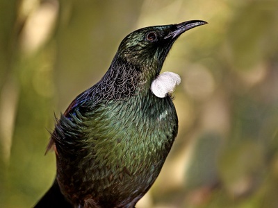 Tui