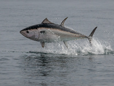 Tuna
