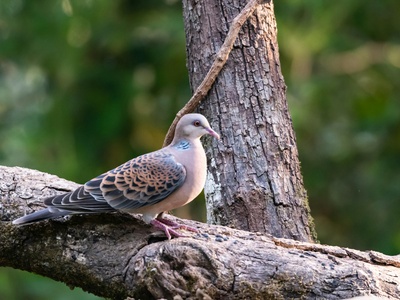 Turtle dove