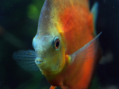 Uaru Cichlid