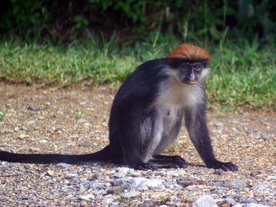 Udzungwa Red Colobus