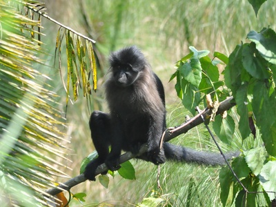 Uganda Mangabey