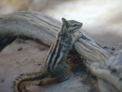 Uinta Chipmunk