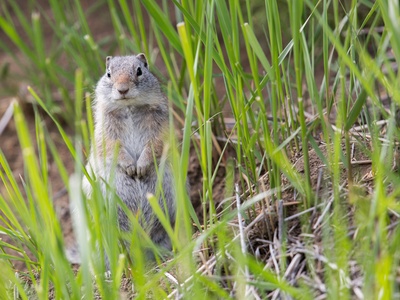 Uinta Ground Squirrel