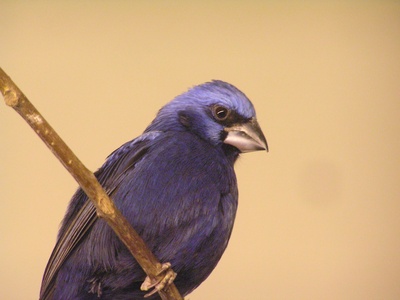 Ultramarine Grosbeak