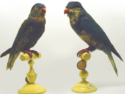 Ultramarine Lorikeet