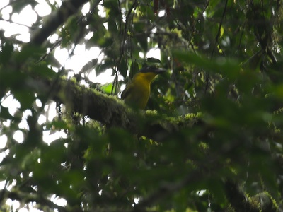 Uluguru Bushshrike
