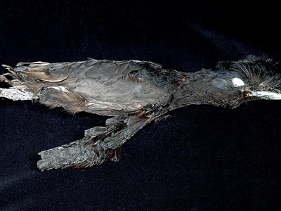 Umbrellabird, Long-wattled