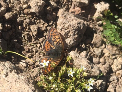 Uncompahgre Fritillary