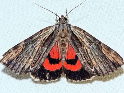 Underwing Moth, Ultronia