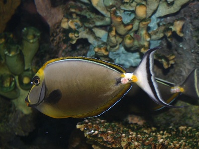 Unicorn Fish, Orangespine