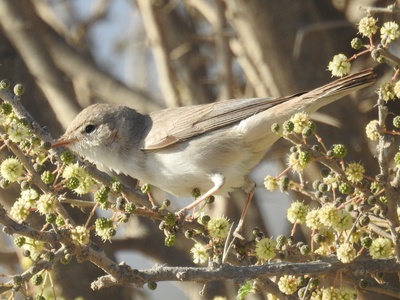 Upcher's Warbler