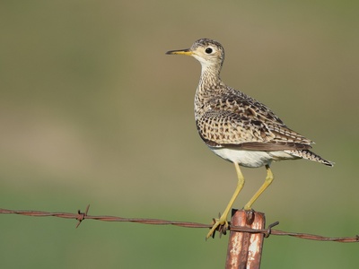 Upland Sandpiper